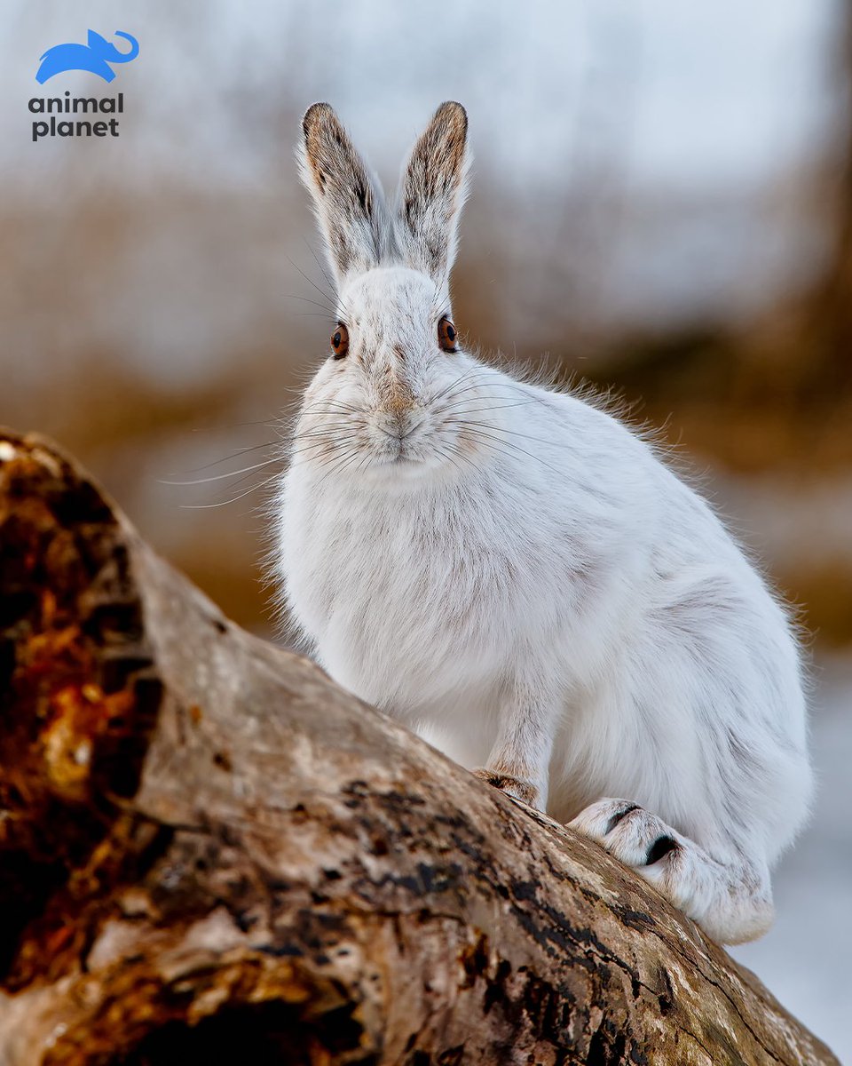 Animal Planet India tweet media