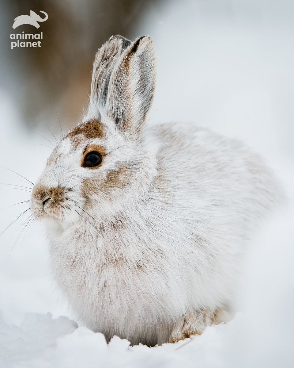 Animal Planet India tweet media