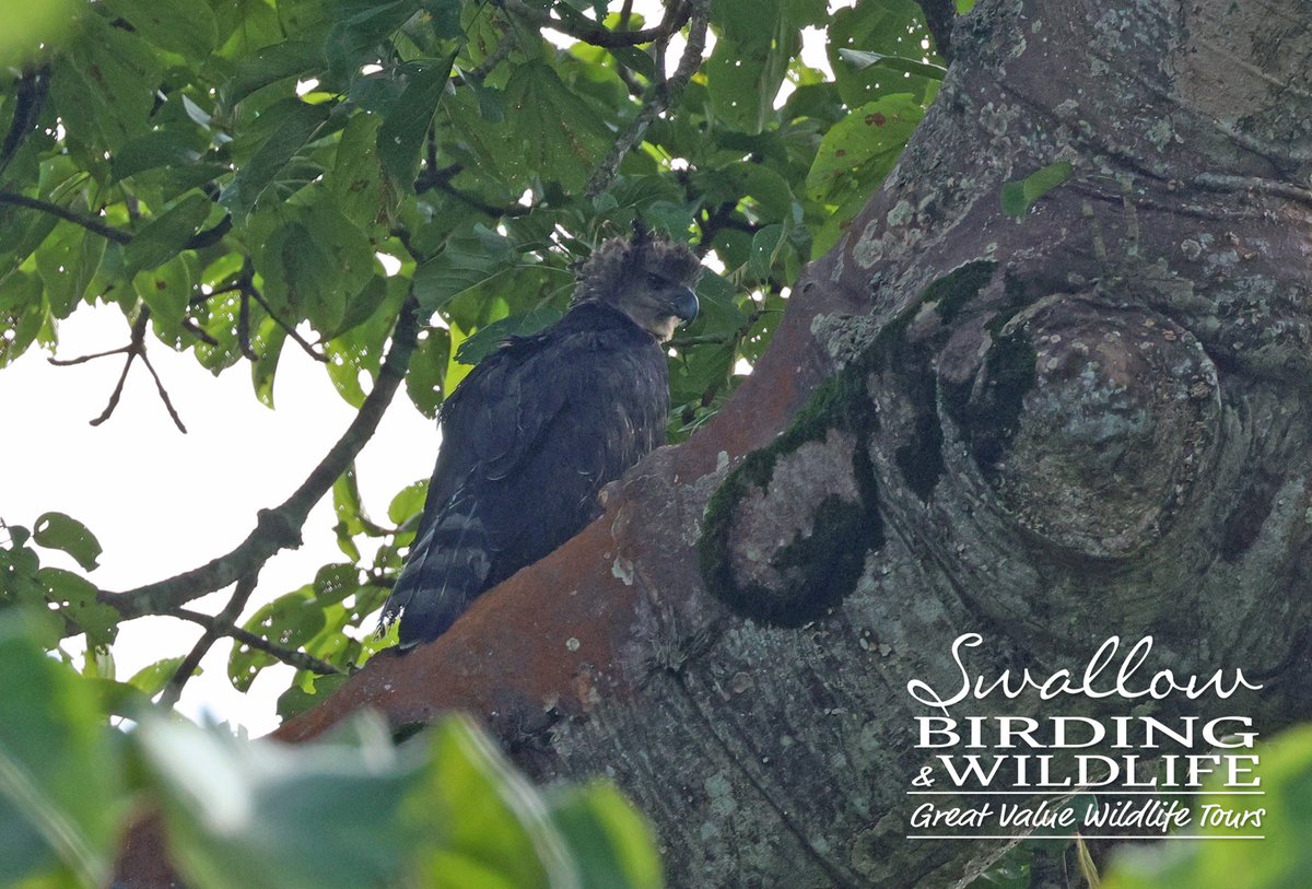 Swallow Birding & Wildlife tweet media