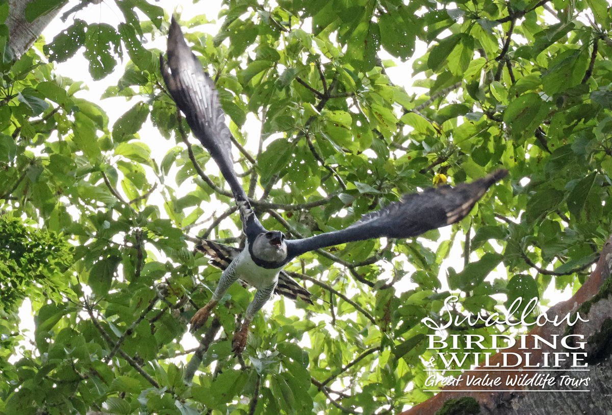 Swallow Birding & Wildlife tweet media