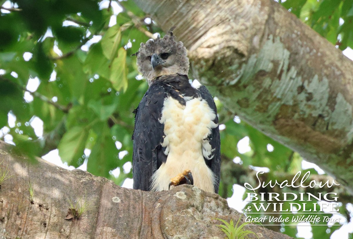 Swallow Birding & Wildlife tweet media