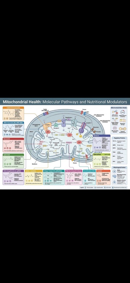 Sağlıklı mitokondri için sağlılklı yaşam tarzına ek olarak olumlu etkisi olabilecek takviyeler.
#mitokonri #mitokondrisağlığı #mitokondridesteği #mitochondria #mitochonrialhealth #mitochondriasupport