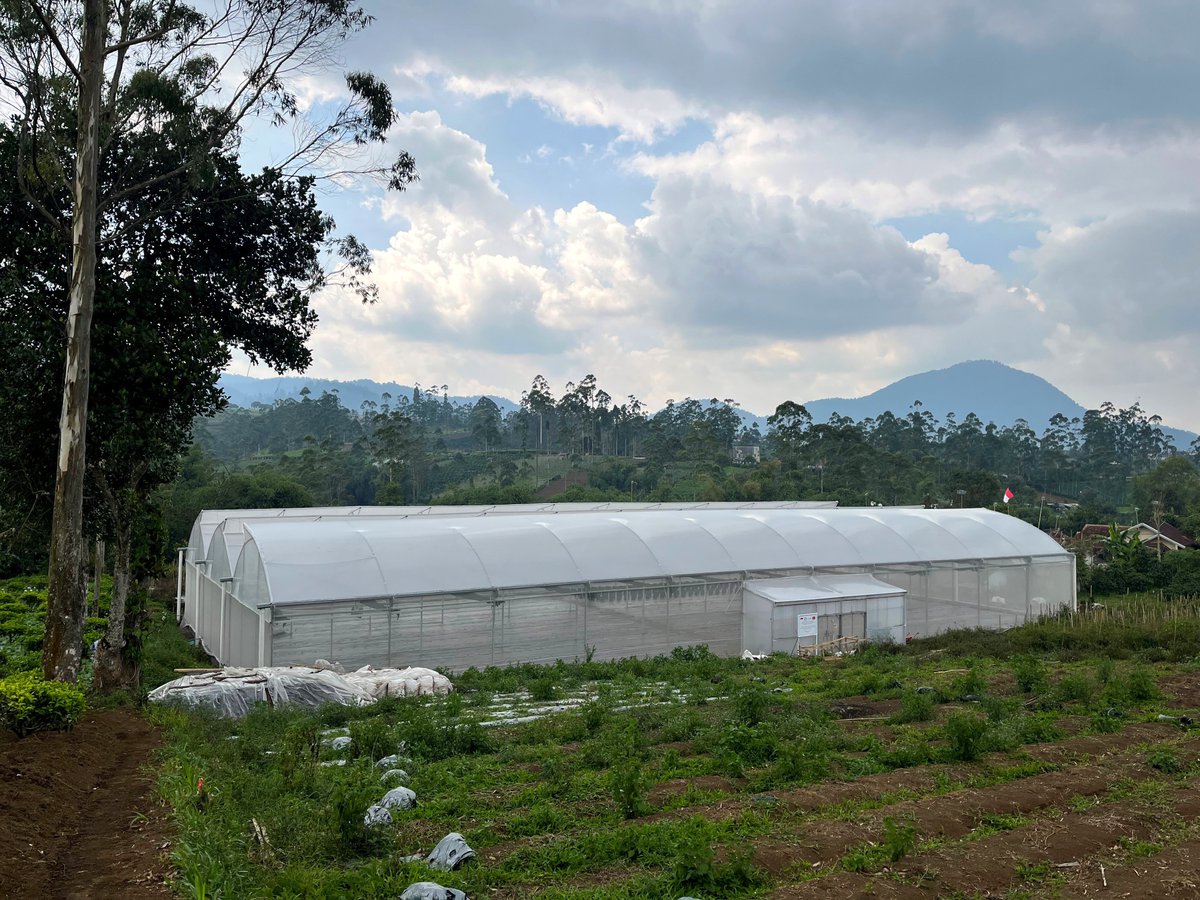 🗺️  Türk Tipi Kalkınma Modeli marifetiyle dünyanın dört bir yanındaki paydaşlarımız başarı hikayeleri yazmaya devam ediyor!

🇮🇩🇹🇷 Endonezya’da #TİKA tarafından 1.056 m²’lik topraksız üretim serasının kurulması ve #Antalya domatesi üretiminin desteklenmesiyle; üretimden