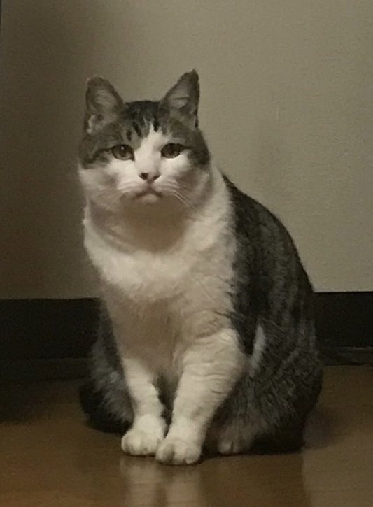 猫が人間のパートナーになったのは、農耕の始まりが起源で、穀物をネズミから守るためであったのはご存知のとおり。その最も古い痕跡は、1万年前に農耕が始まったキプロス島で、9500年前にすでに人間とともに猫も一緒に埋葬されている。つまり、その頃から猫と人間は家族同様の関係性があったのだ。日