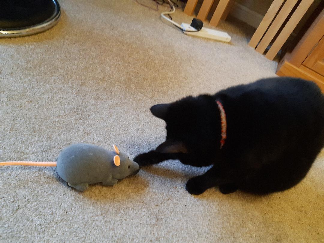 LanguagesCat's tweet image. Languages Cat's Welsh Phrase Of The Day For Cats: Mam, mae gen i anrheg i ti = Mum, I have a present for you.