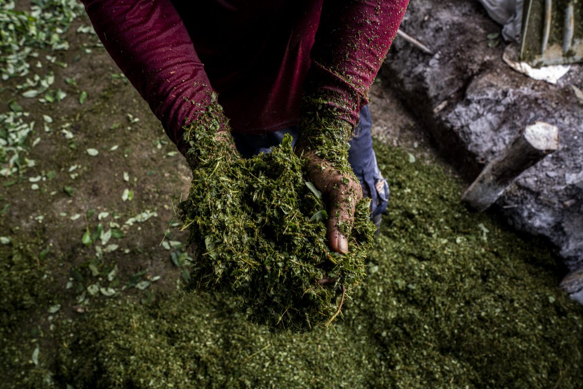 🇨🇴 Under President Petro, coca cultivation in Colombia has surged to 253,000 hectares, while armed groups expand control across the country.

Alejandro Peña Esclusa <a href="/PenaEsclusa/">A. Peña Esclusa</a> examines how Colombia reached this point and the possible paths to stability.

Read the full report to