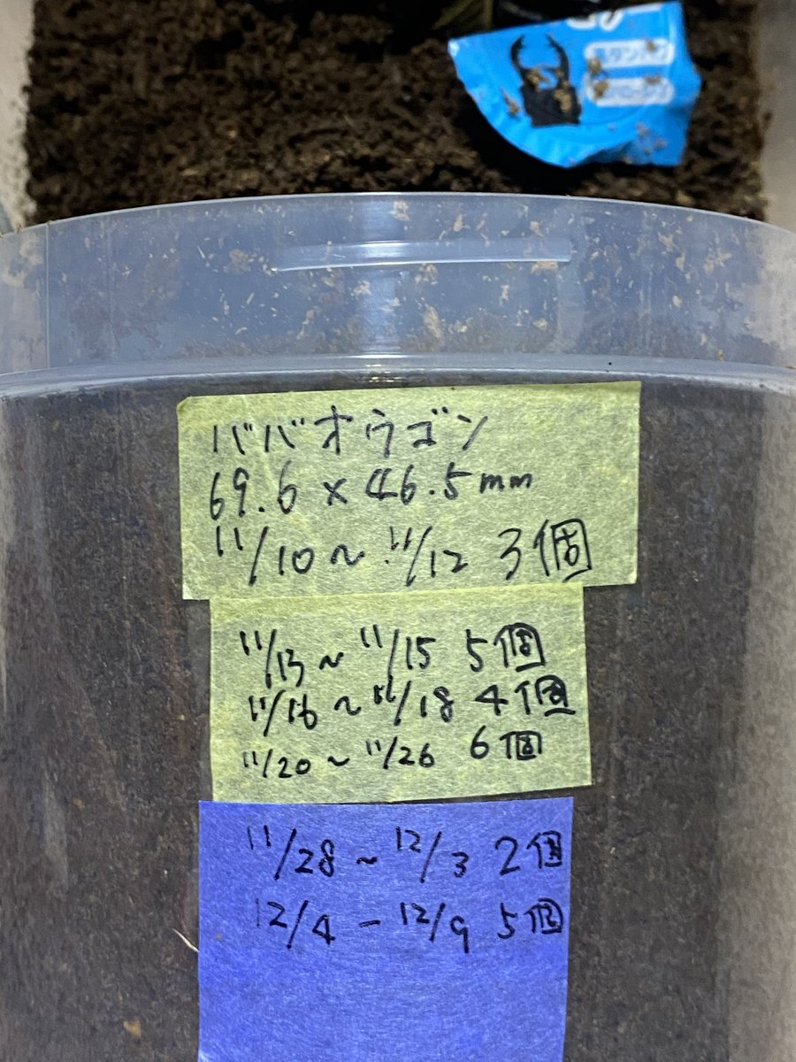 なかさんのマットで6回目のセット
5日目で♀が出てきたので割出しました
産卵を始めて1ヶ月になる6回目は5個👍
これでトータル25個🥚
このマット早く販売して欲しいです😆

12/4 18:00セット
112/9 20:00割出し
室温23-24℃ 湿度60%前後

<a href="/sspAllotopus/">なか</a> 
#ババオウゴンオニ