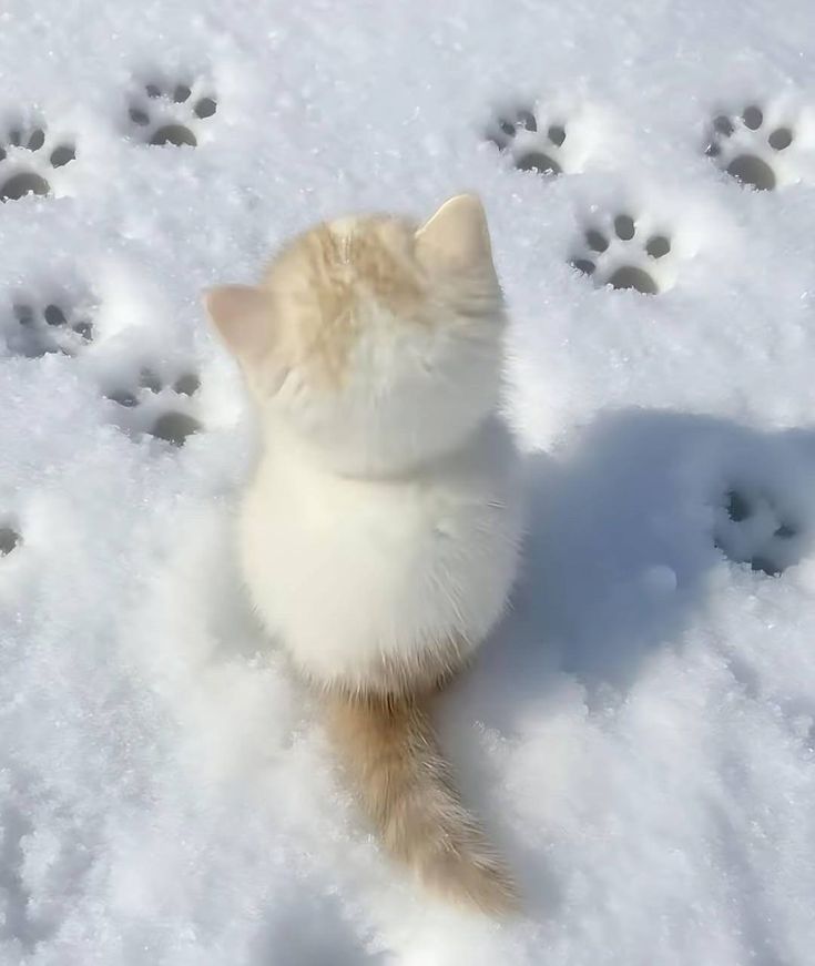 an tweet media