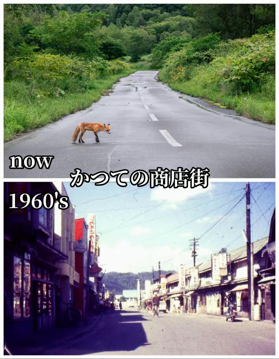 50年以上の時を経て自然に還ったかつての商店街…