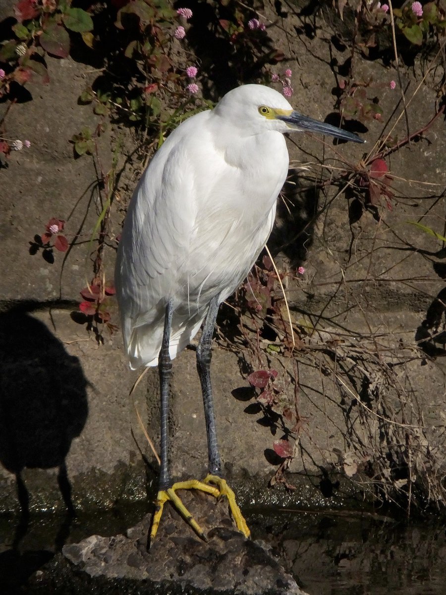 Frank (@Frank16384) / Posts / X