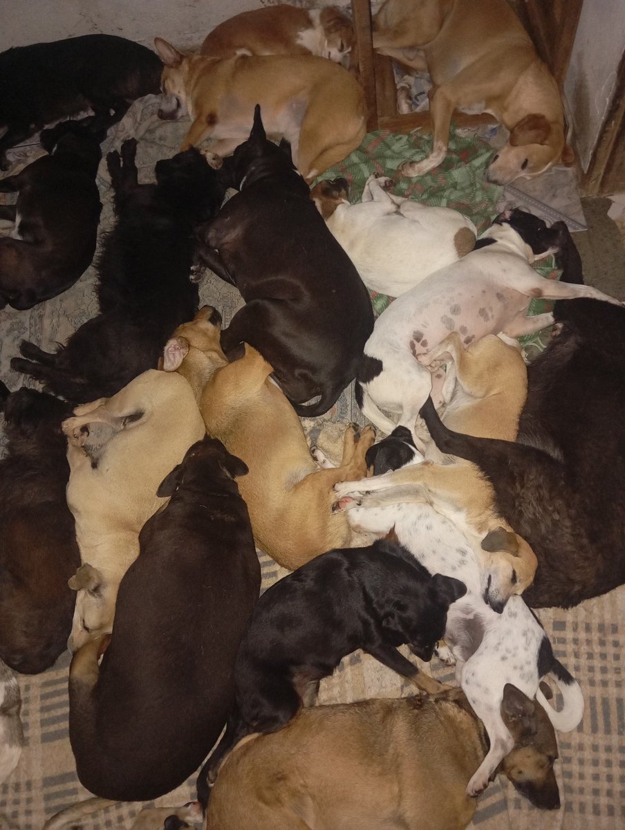 Wborgesprotecao's tweet image. Deus sabe de minha luta. Conto com a ajuda de vcs. Aluguel vence dia 15 R$1.300 segunda ração acaba
Pix: 077.469.026-77 Walisson