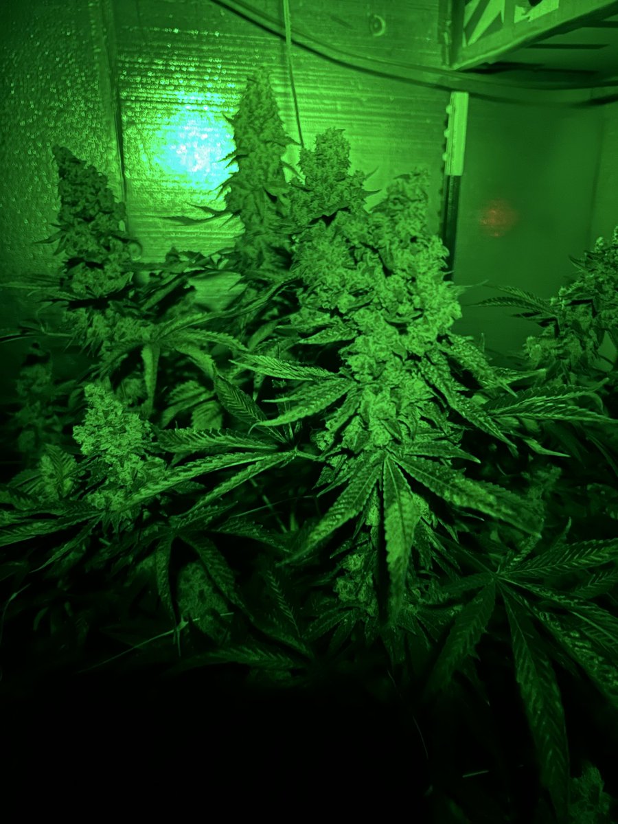 zimmaculatez's tweet image. #doubleds #cannons #gawdalmighty #sweetjesus #organic #orangemintz