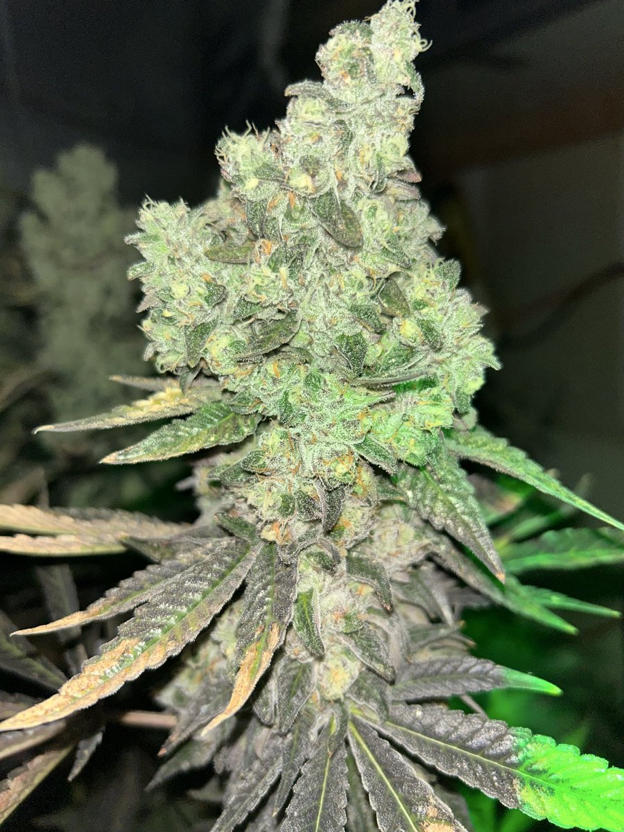 zimmaculatez's tweet image. #doubleds #cannons #gawdalmighty #sweetjesus #organic #orangemintz