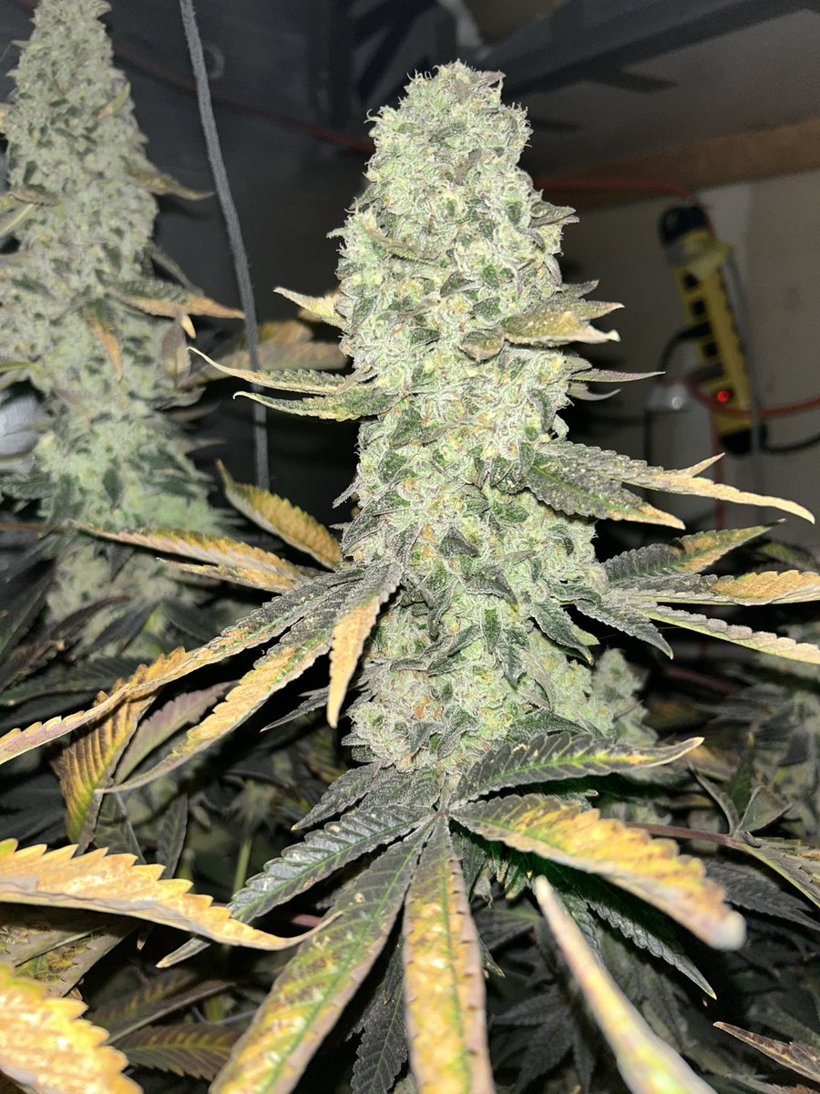 zimmaculatez's tweet image. #doubleds #cannons #gawdalmighty #sweetjesus #organic #orangemintz