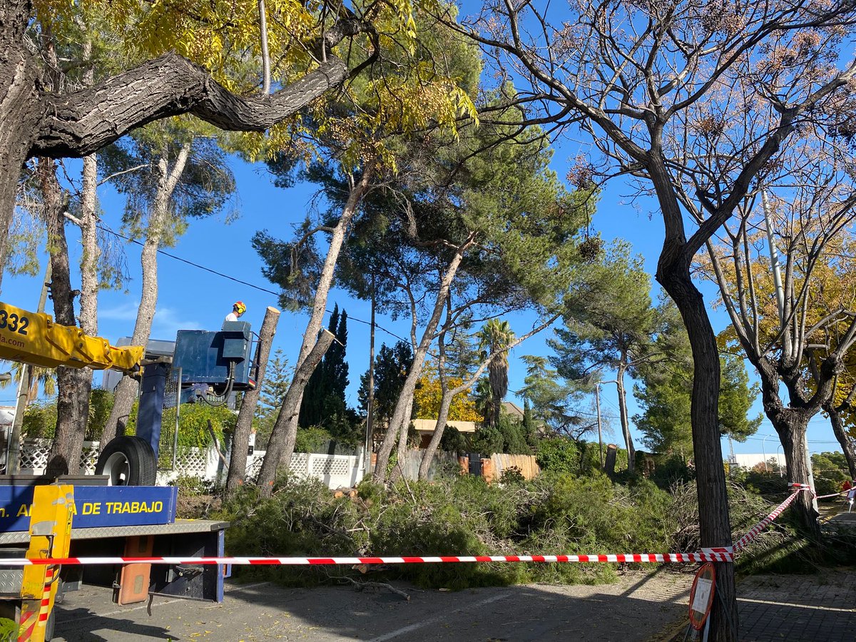 🟠 Des de Compromís per Paterna exigim la paralització immediata de la tala de pins al carrer 29. 

🌳Els socialistes van tan decidits a “reformar” el poble que, al pas que anem, acabaran inaugurant un bosc... però d’asfalt i formigó, amb foto oficial inclosa.