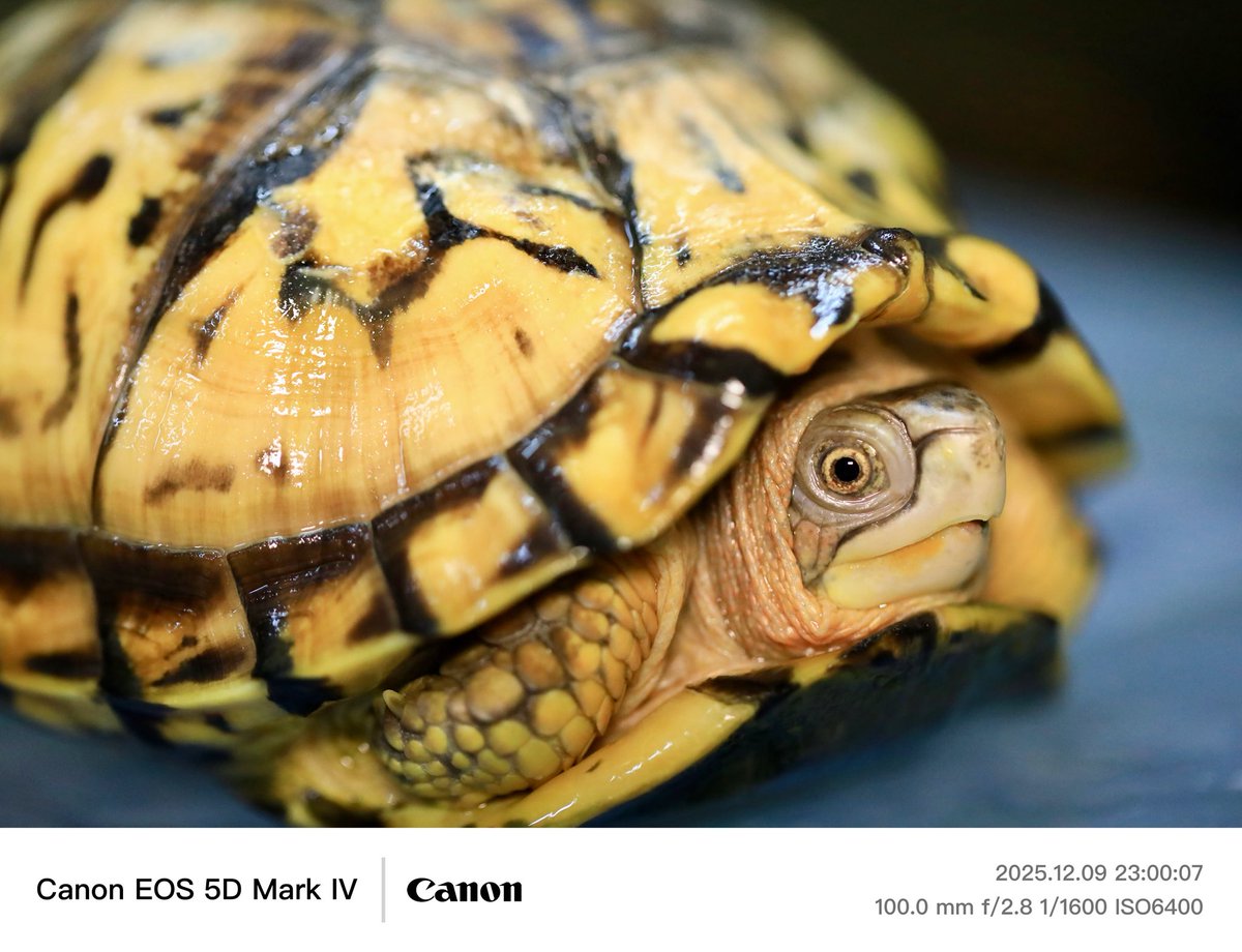 しぐれ 美ら亀 12/21 BLACK OUT (@hachumusi_ch) / Posts / X