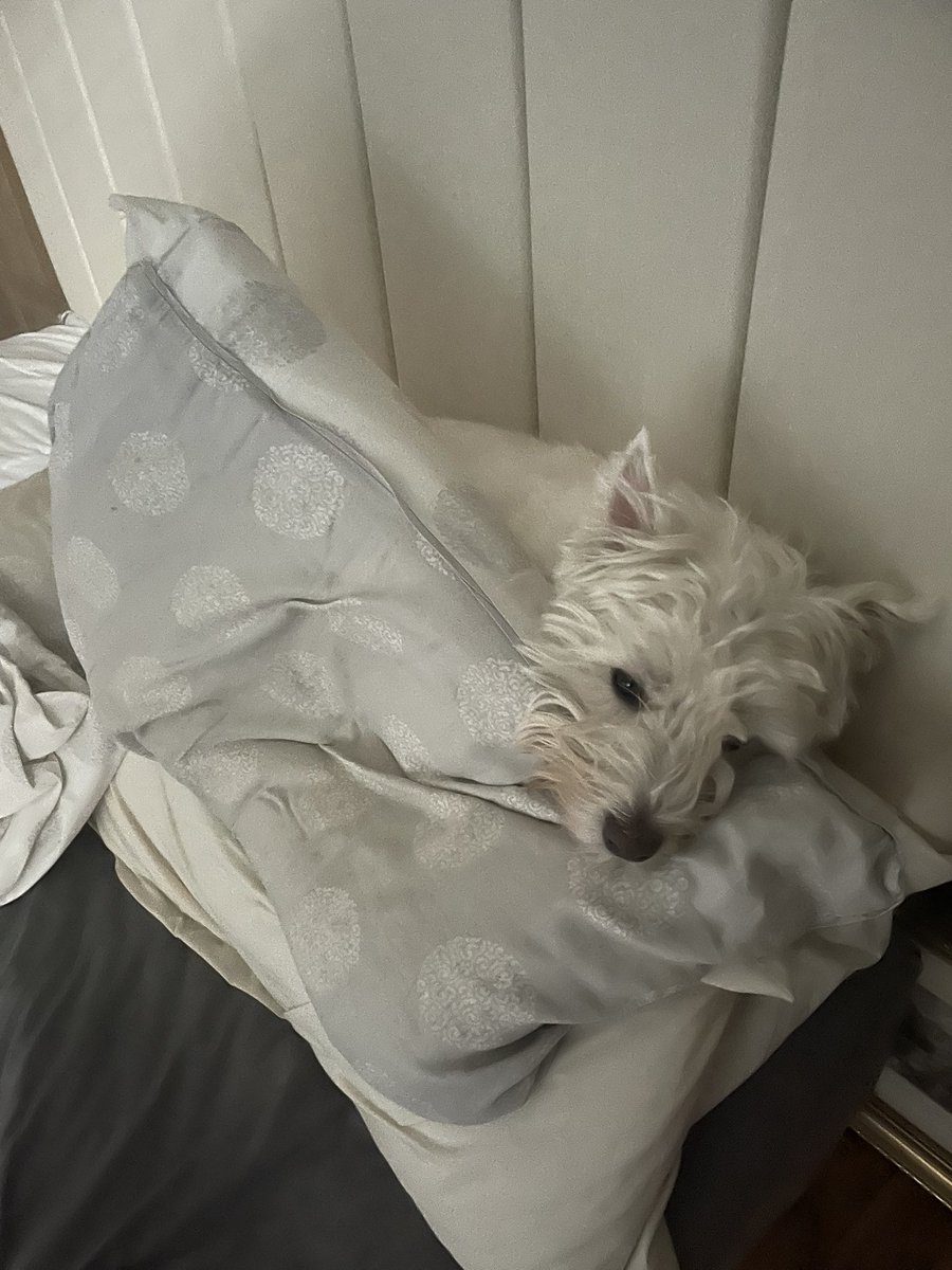 Bobby Watson RIP Busby Watson, Archie, Winston ❤️ tweet media