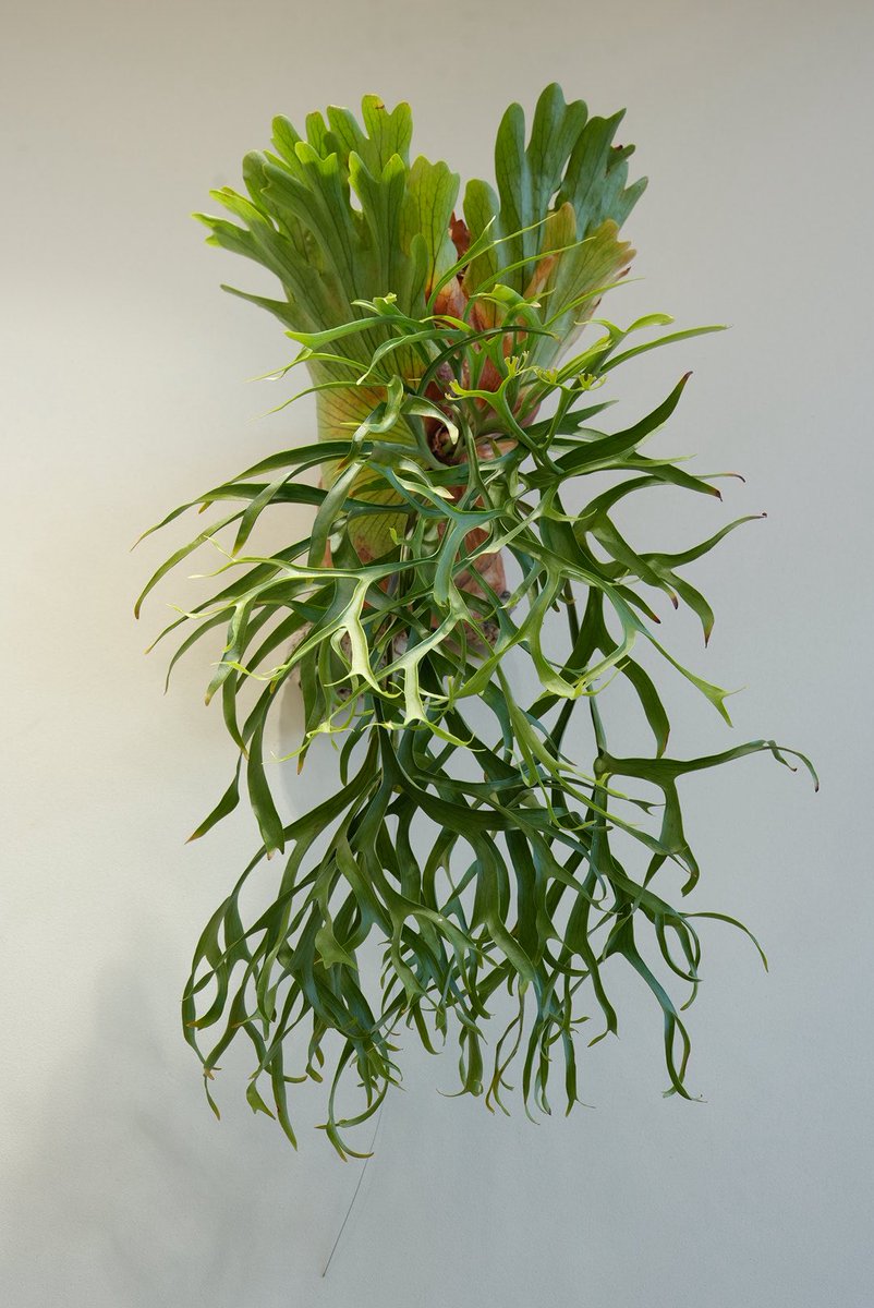 コロナリウムはいいぞ…！

このコロナの成長記録も見ることが出来ます！
platycerium-collection.com