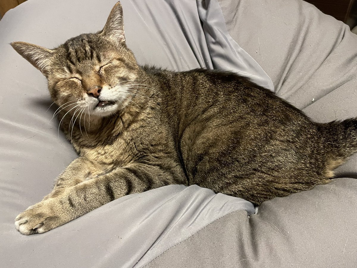 nmuri's tweet image. ねこ