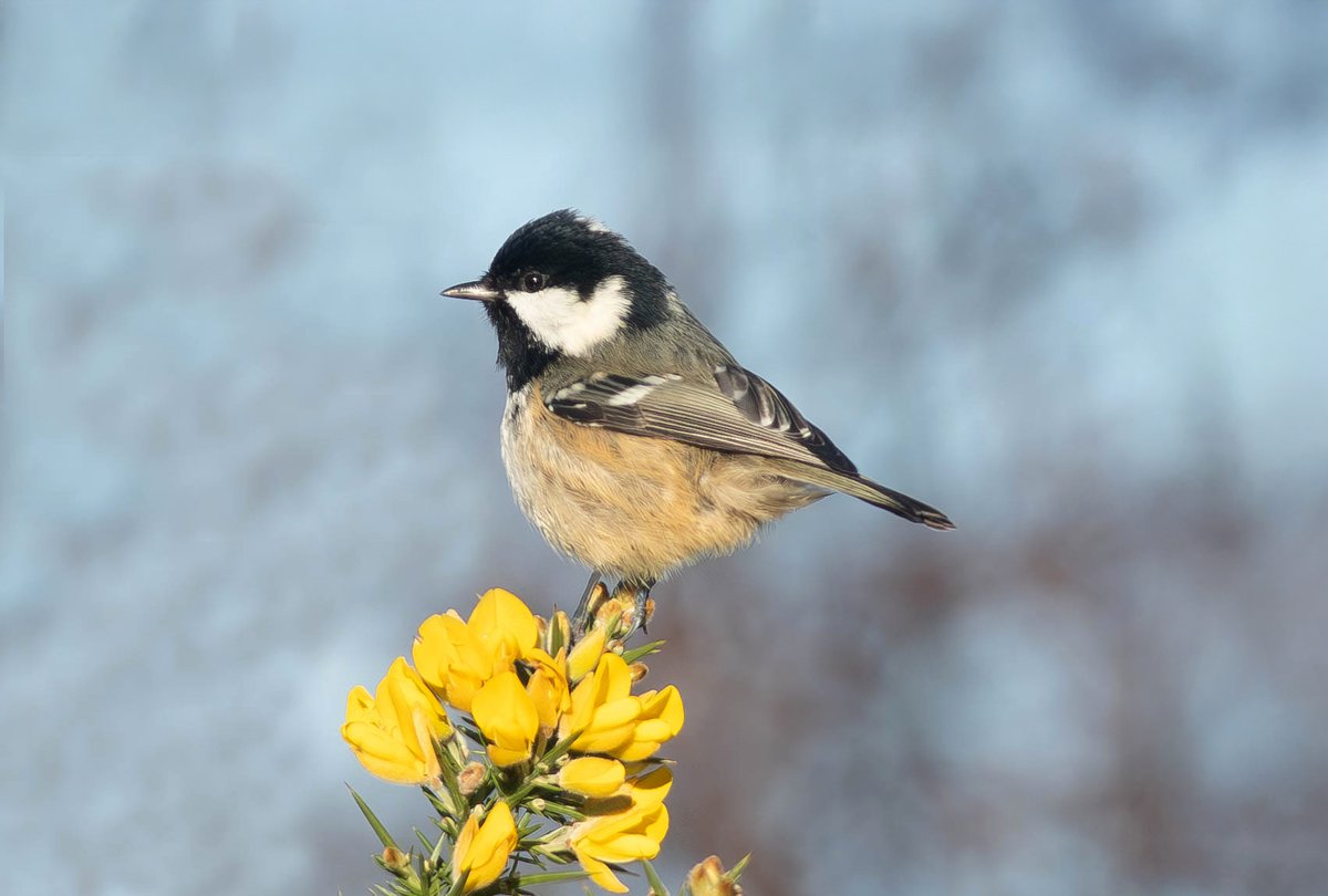 Sussex Ornithology tweet media