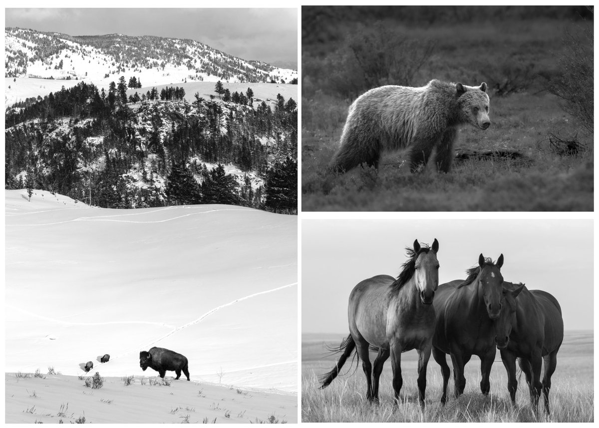 brynnalisephoto's tweet image. New work on SuperRare in my “Timeless” series. 
.25 ETH 
The Winter Keepers
The Wild Spirit and
The Quiet West

Images of the wild west that look the same today as they did 200 years ago, thanks to conservation efforts and public lands. We are quickly losing the protection for…