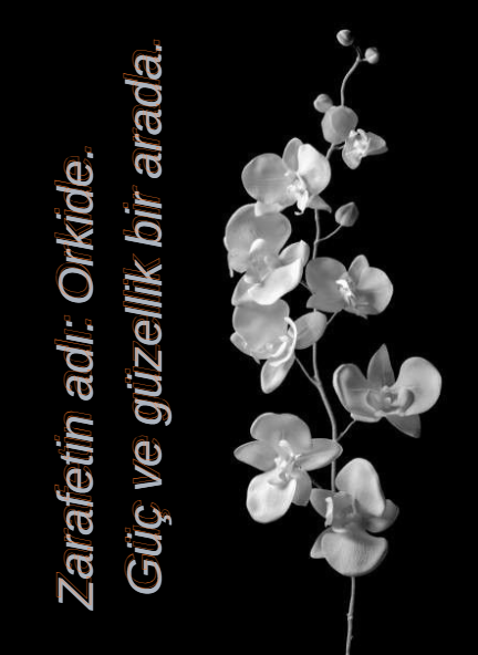 flowers_journal's tweet photo. Orkide, nadirliğin zarafetle buluştuğu yerdir.
Her çiçek bir karakter taşır. 🌸✨
#Orkide #Zarafet #Doğa #DoğanınGüzelliği https://t.co/7oQQ4UgiNA
