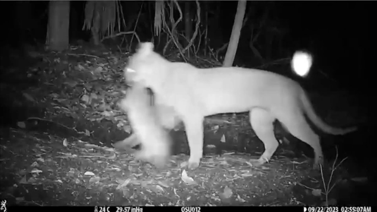 WCS_Mesoamerica's tweet photo. ¿Cómo logran coexistir #jaguares, #pumas, #ocelotes y #margays en la misma selva?
Un nuevo estudio en la #SelvaMaya revela que estos felinos utilizan diferentes niveles del bosque —desde el suelo hasta el dosel— para evitar competir por alimento.
El estudio, realizado en colaboración entre la Universidad Estatal de Oregón y WCS Guatemala instaló cámaras trampa en tierra y en lo alto de los árboles, y analizó más de 200 muestras de heces mediante ADN para identificar la dieta real de cada especie, encontrando diferencias claras: desde temazates y armadillos hasta monos y pequeños mamíferos arbóreos.
Conoce más en: https://t.co/JIGJU6boO1
-
How do #jaguars, #pumas, #ocelots and #margays manage to coexist in the same forest?
A new study in the #MayaForest reveals that these wild cats use different vertical levels of the forest—ranging from the ground to the canopy—to avoid competing for food.
The study, conducted in collaboration between Oregon State University and WCS Guatemala, installed camera traps on the ground and high in the trees, and analyzed more than 200 scat samples using DNA to identify the actual diet of each species, finding clear differences—from brocket deer and armadillos to monkeys and small arboreal mammals.
Learn more: https://t.co/8Ux8zK5qJy
Video by Oregon State University
@ellendymit @garca_rony