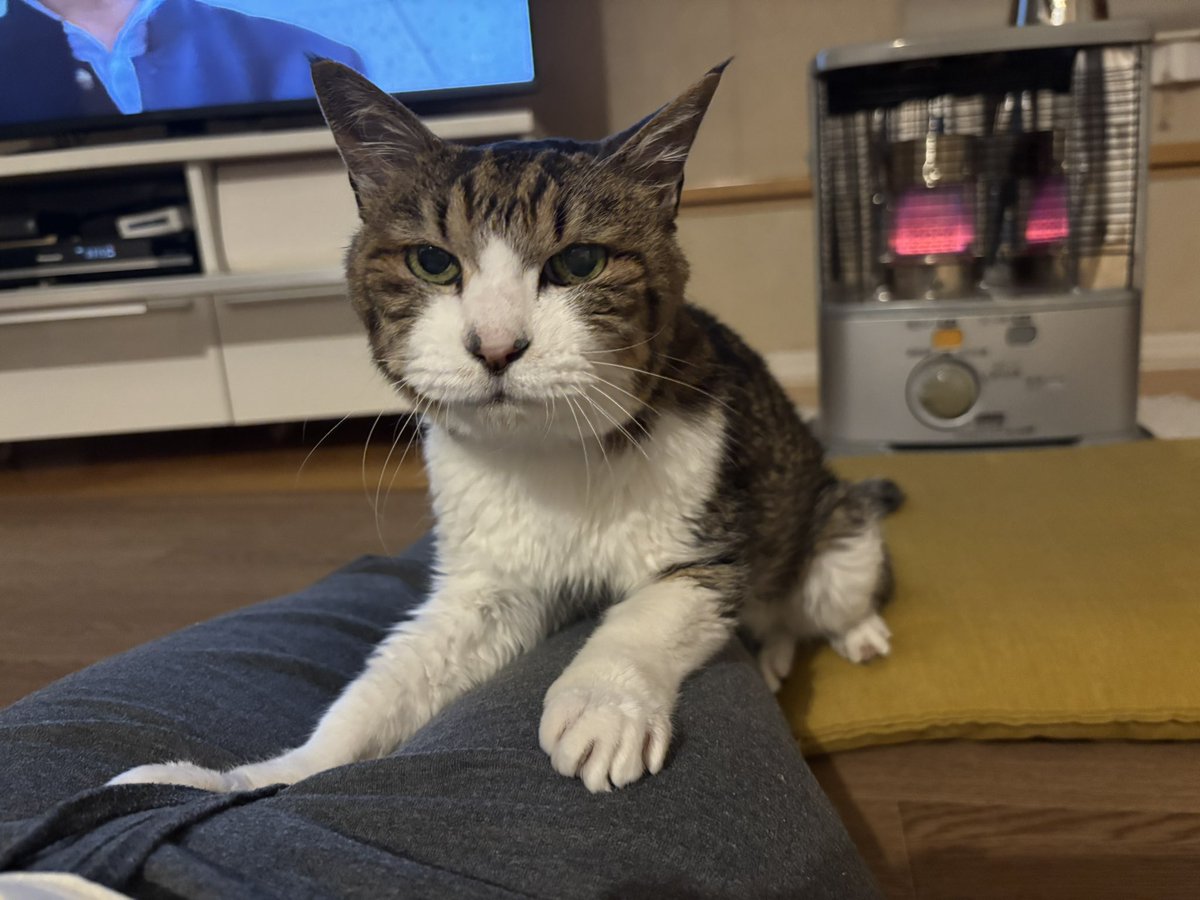 Post by セロリ on X: 🐈