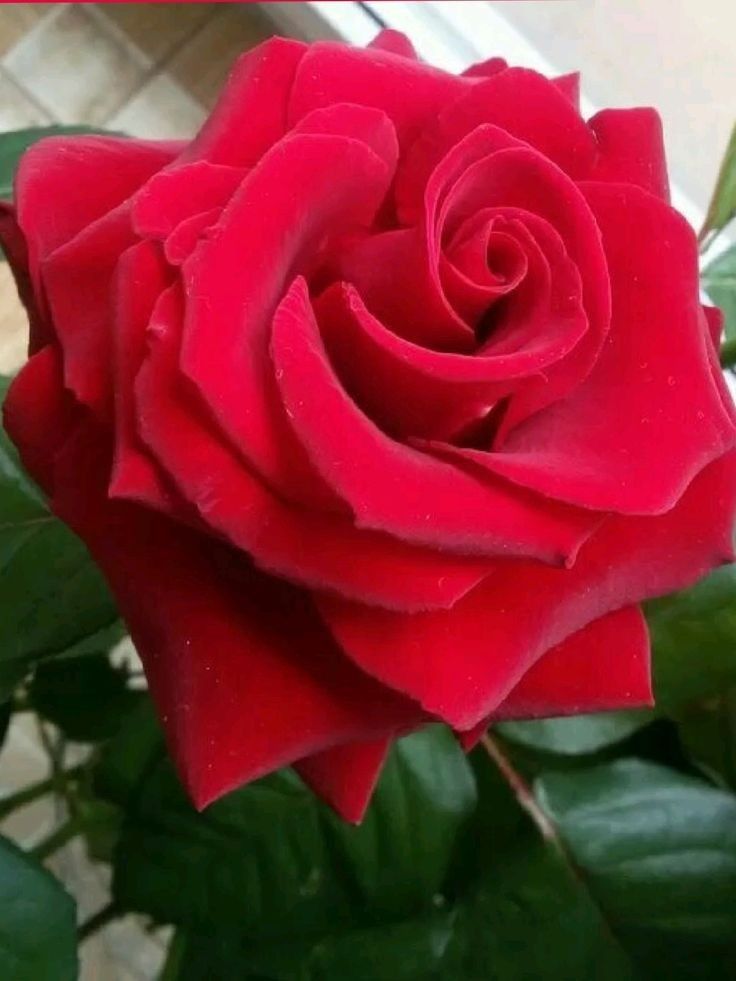 flower35039's tweet photo. https://t.co/JckMk6Cqw1