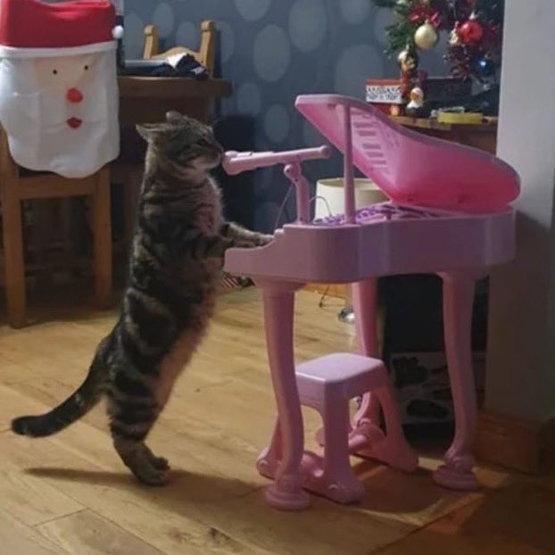 carro d apaixonado nao pode ficar sem som