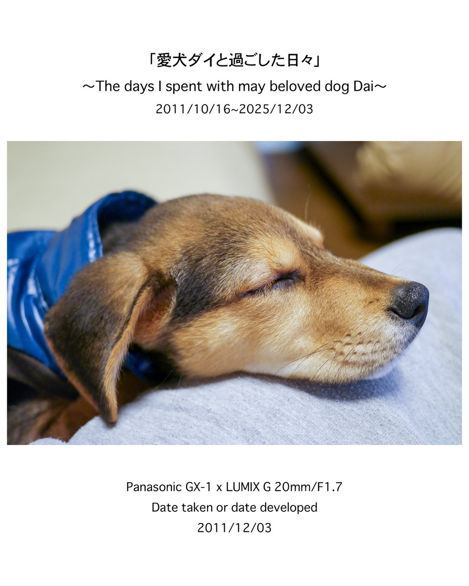 naoki_kawashima's tweet image. → instagram.com/p/DSCra10D7DX/…

#愛犬ダイ #柴ビー #ビーグルミックス