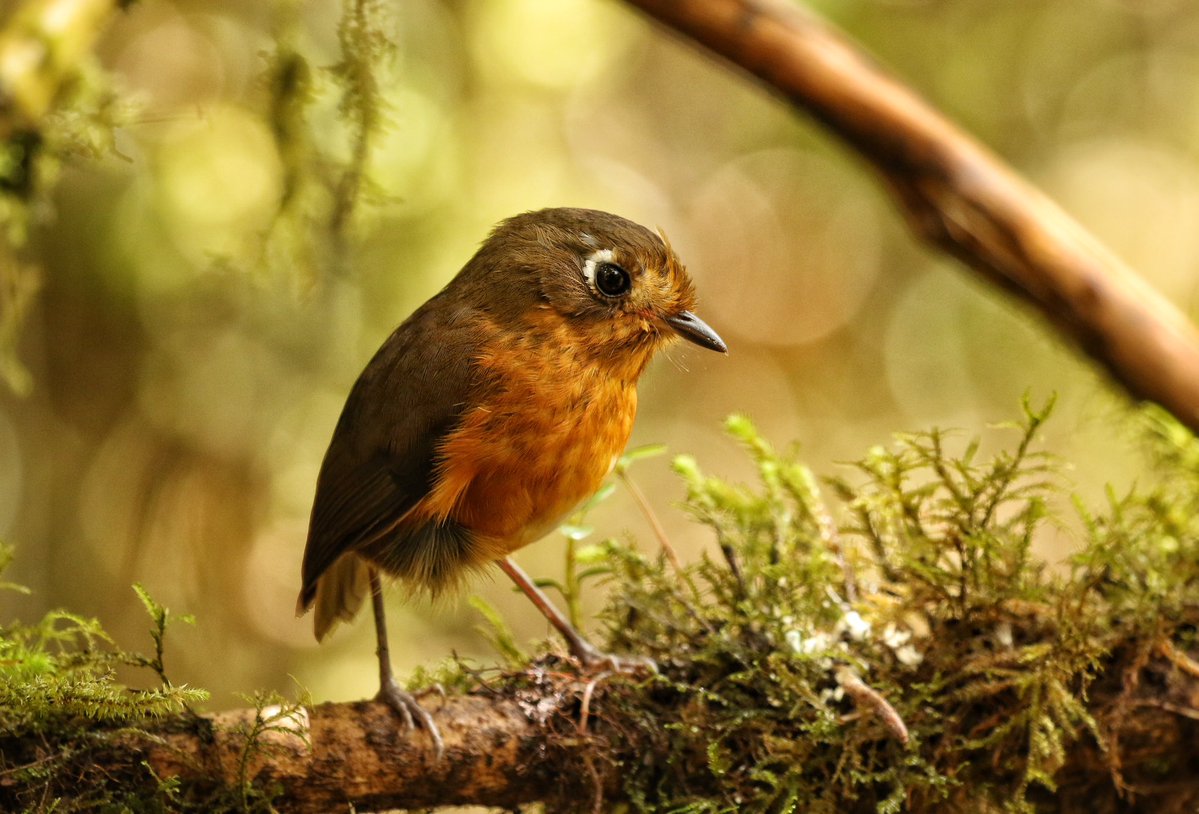 Leymebamba Antpitta from the Manu Road at Wayqecha in SE Peru. Encounters with these little beauties was a magical moment.