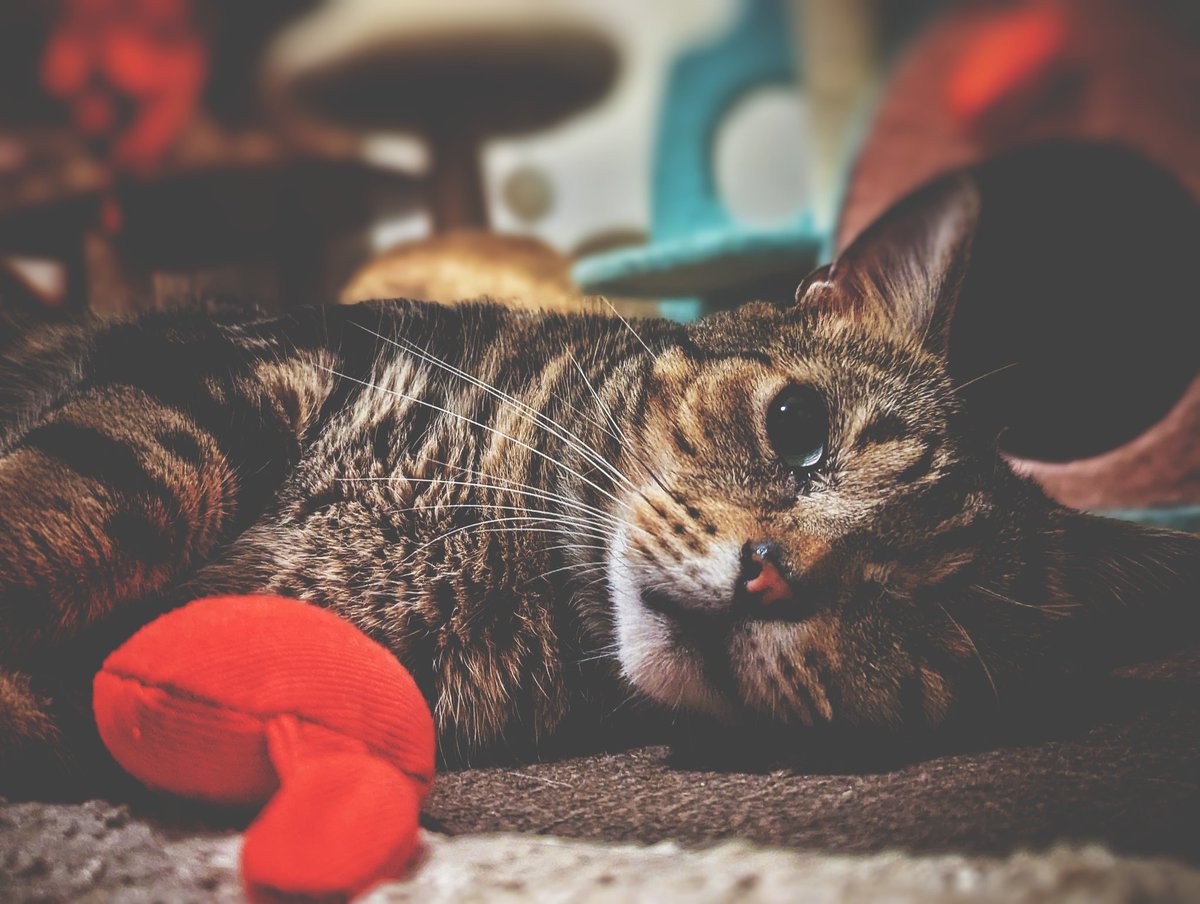 Everywhere is just sad lately. Here's a picture of my cat. I'm going to watch horse anime to feel happy.