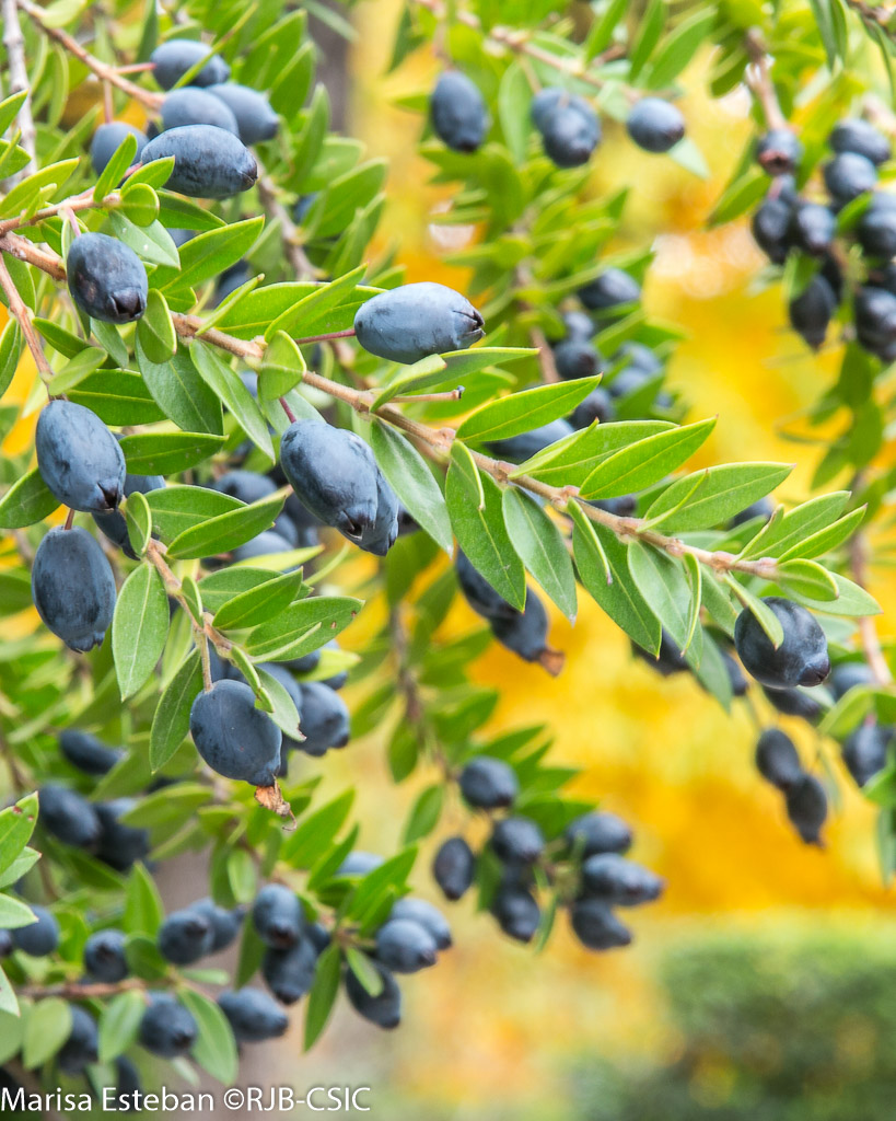 RJBOTANICO's tweet photo. Los arbustos perennifolios son característicos del paisaje mediterráneo. Mirto, lentisco, labiadas leñosas, brezos... mantienen hojas duras y persistentes que les permiten resistir sequía, sol intenso e inviernos suaves.
#12plantas12meses #270aniversariorjb https://t.co/9b6izi3eBb