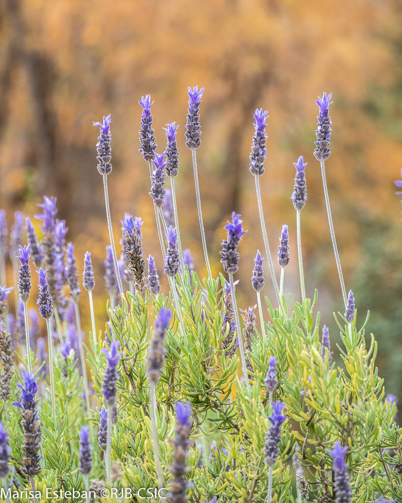 RJBOTANICO's tweet photo. Los arbustos perennifolios son característicos del paisaje mediterráneo. Mirto, lentisco, labiadas leñosas, brezos... mantienen hojas duras y persistentes que les permiten resistir sequía, sol intenso e inviernos suaves.
#12plantas12meses #270aniversariorjb https://t.co/9b6izi3eBb