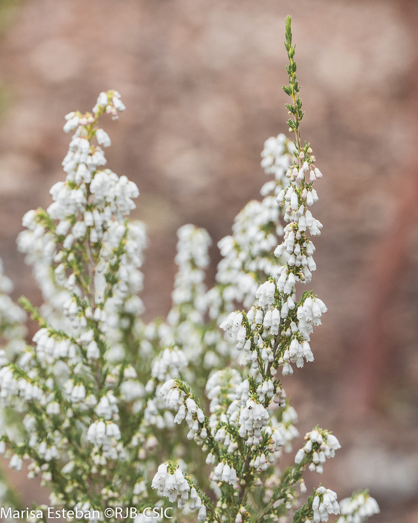 Los arbustos perennifolios son característicos del paisaje mediterráneo. Mirto, lentisco, labiadas leñosas, brezos... mantienen hojas duras y persistentes que les permiten resistir sequía, sol intenso e inviernos suaves.
#12plantas12meses #270aniversariorjb