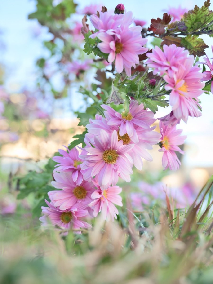 めぐ｜写真 (@TwinsMeg11) / Posts / X