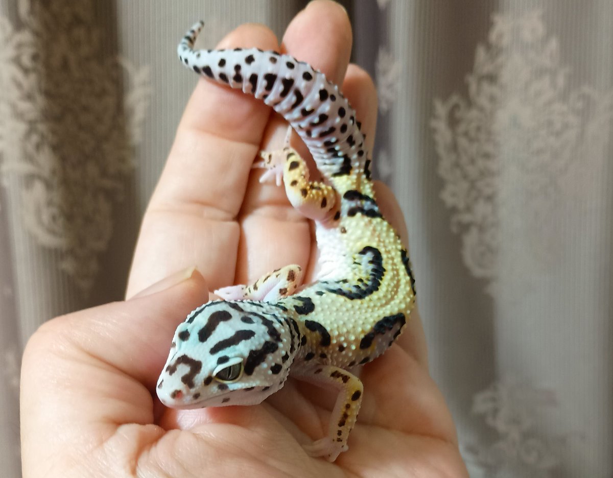 ヨシ！ キミには特別に名を授けよう🧙‍♂️ 命名・・・・・・オメガ Ω