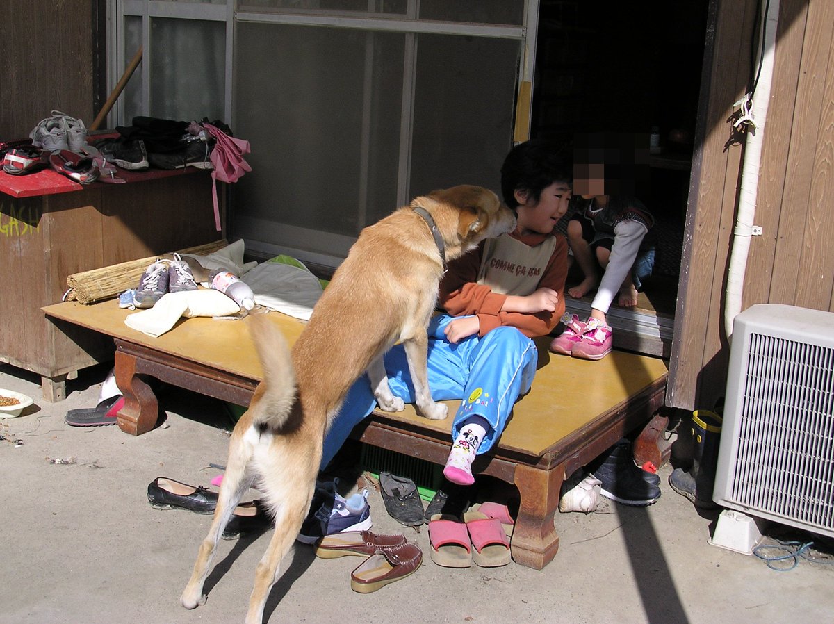 ワンコの写真 ギーちゃん可愛かったんですよ 絶対にもっと良い写真残すべきだったなぁ