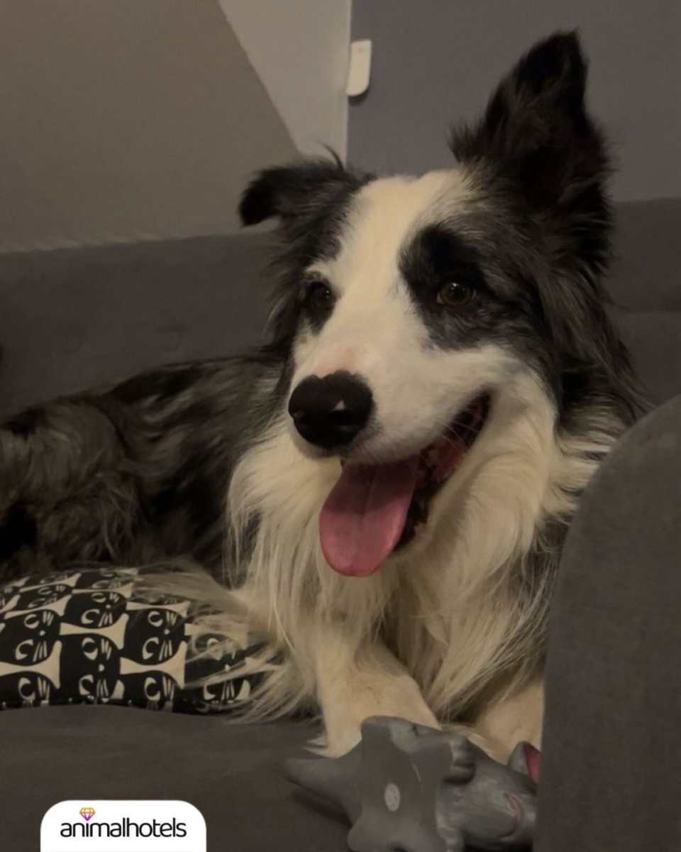 Sali got a scent toy from his aunt and his smile says it all 😍 No boredom with our pet sitters around 🐾

📲 Love animals? Join Animalhotels and start earning by caring for pets 💛

#animalhotels #petsitter #fyp #pets #dogs