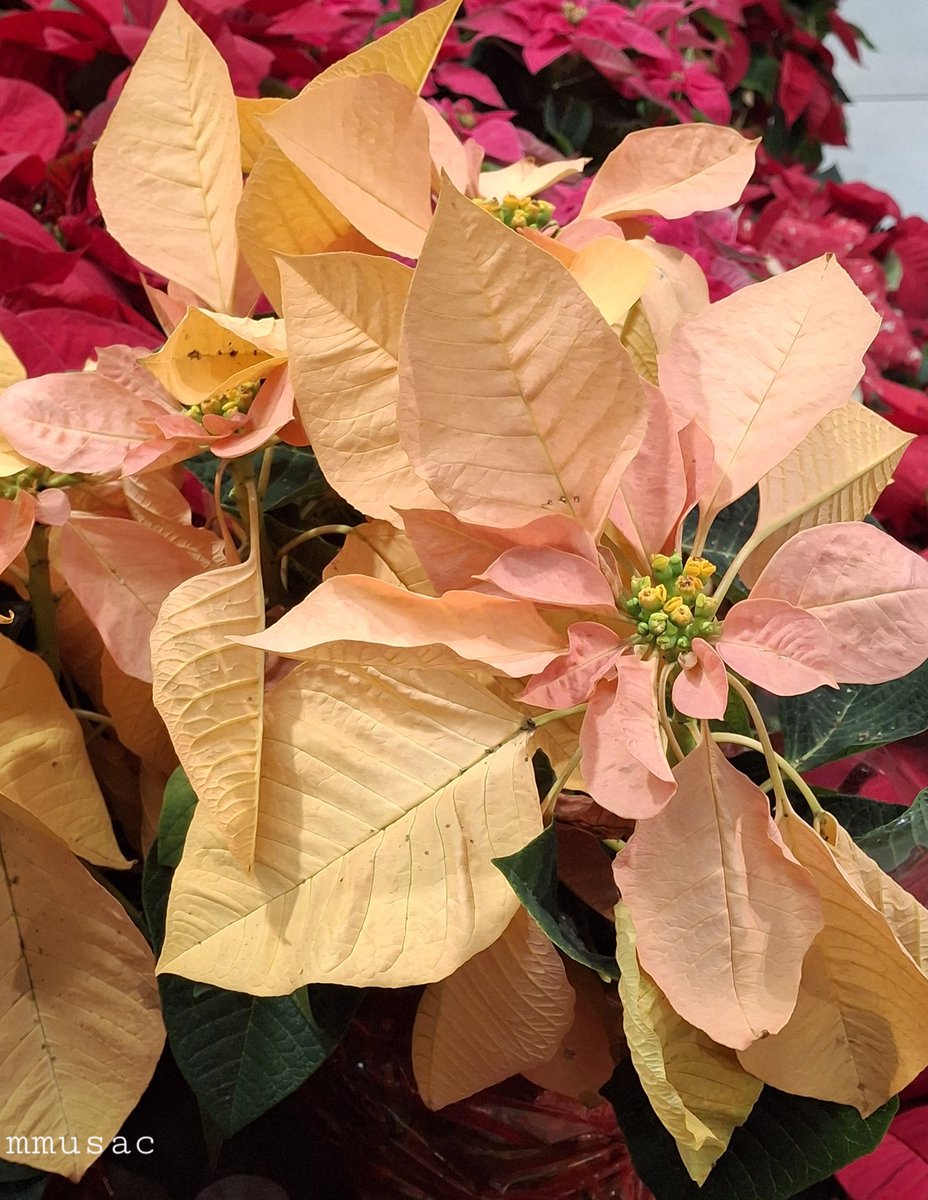 Flor de Pascua 
🏵🏵🏵🏵🏵🏵
Variedades de colores más suaves que el rojo daran un toque original y otoñal

Muy buenos días