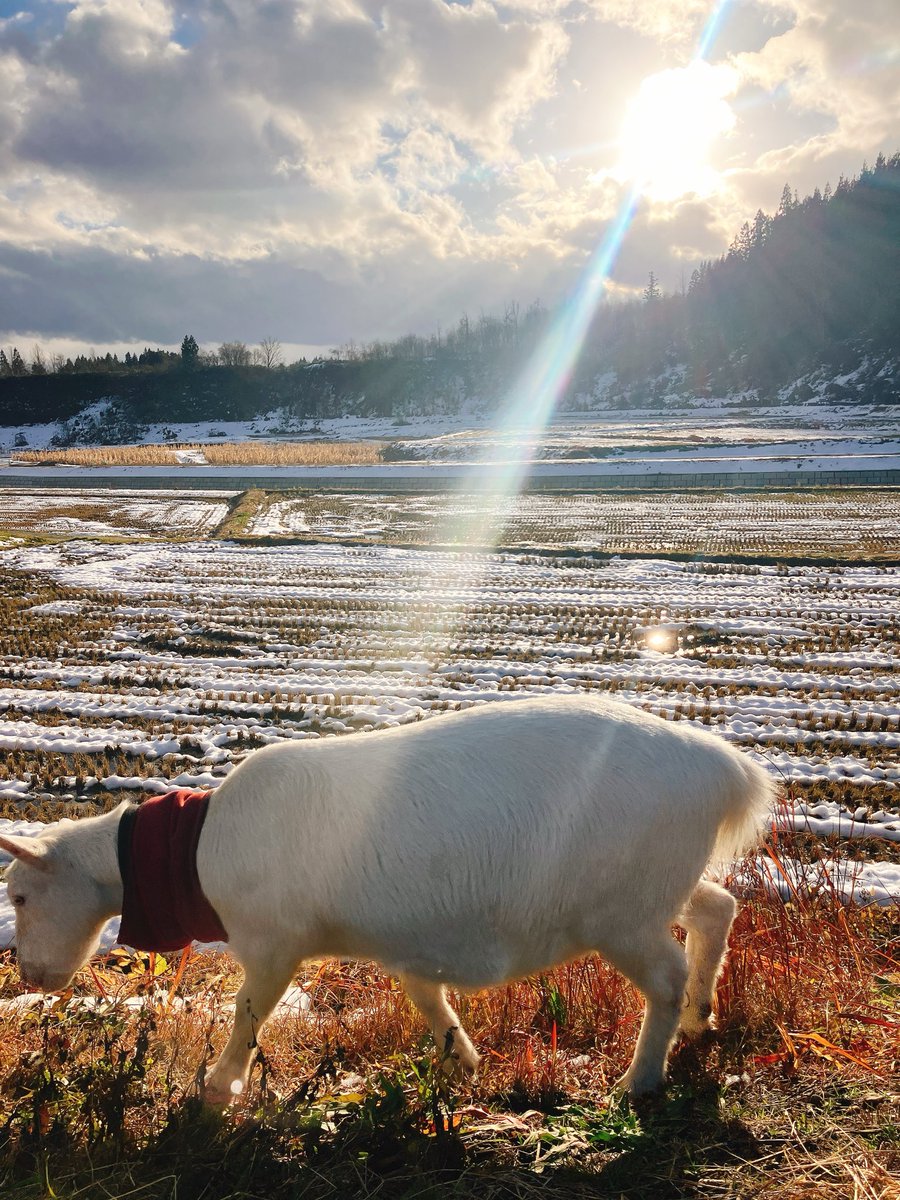 雪の合間に草を食む
#やぎ #ヤギのいる暮らし