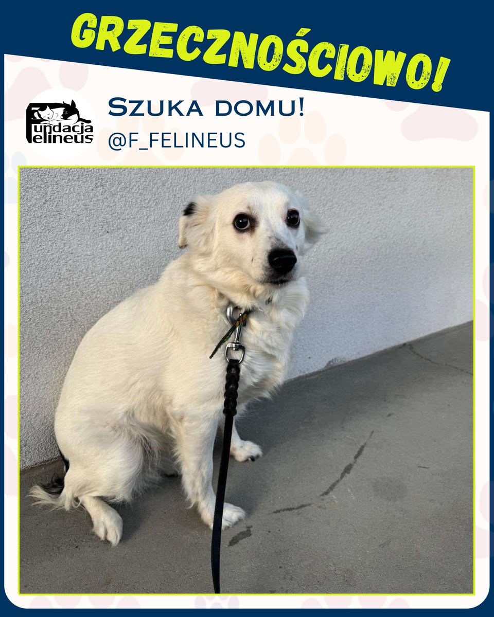 Ogłoszenie grzecznościowo!

Suczka Mimi szuka domu po śmierci właścicielki!

Szanowni Państwo suczka w wieku około 6/7 lat końcem listopada bieżącego roku straciła ukochaną panią. W związku z tym poszukujemy dla niej domu, w którym będzie mogła odzyskać radość, spokój i poczucie