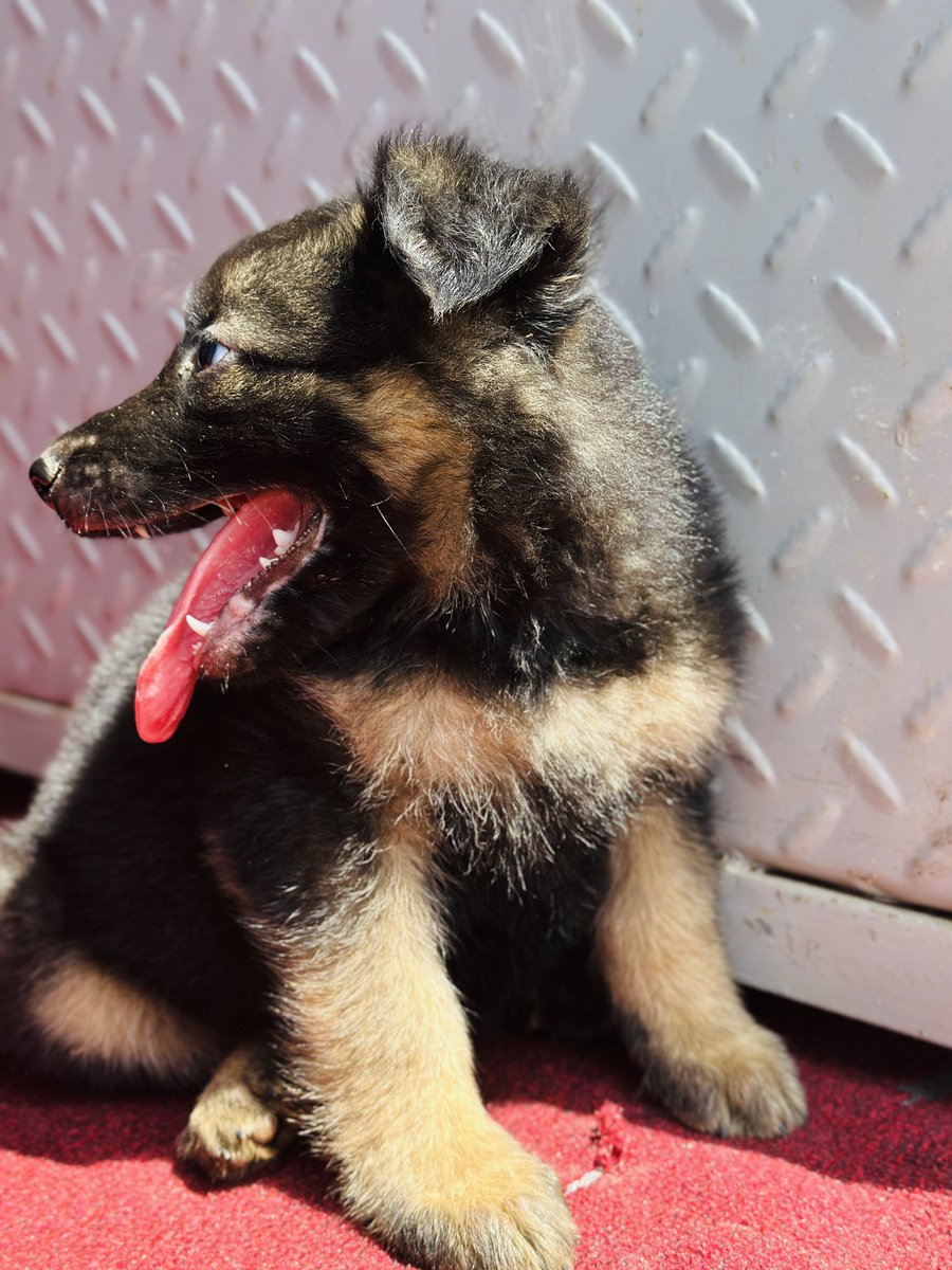 Dogs Care Uganda tweet media
