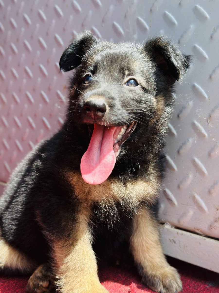 Dogs Care Uganda tweet media