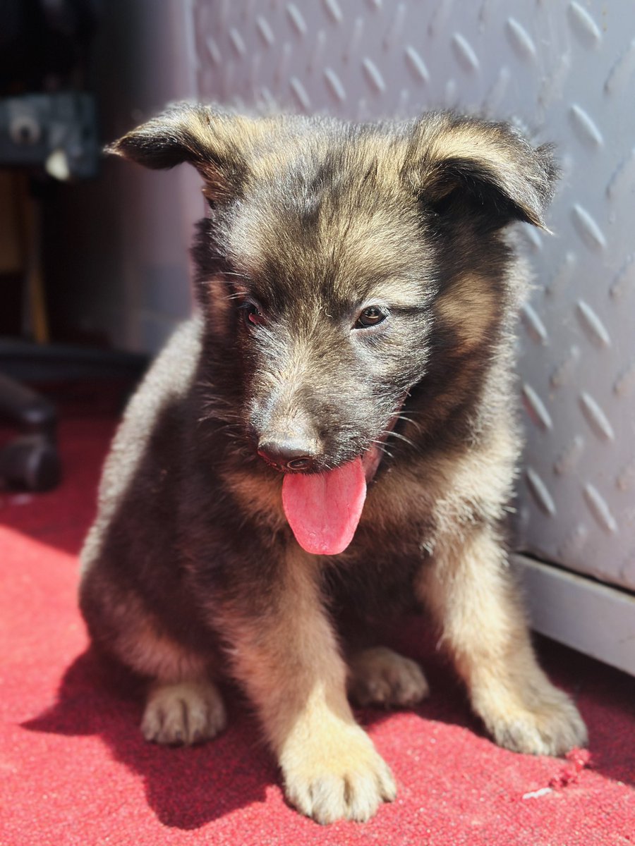Dogs Care Uganda tweet media