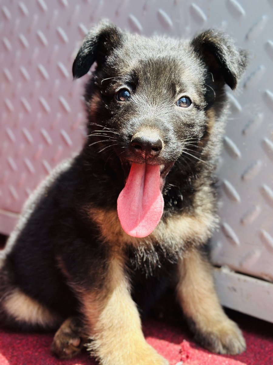 Dogs Care Uganda tweet media