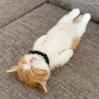 김마늘 tweet media