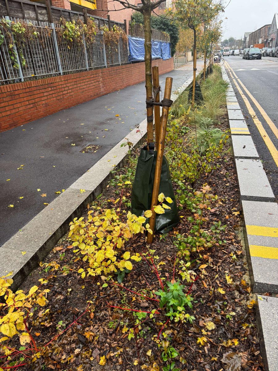 Meristem Design tweet media