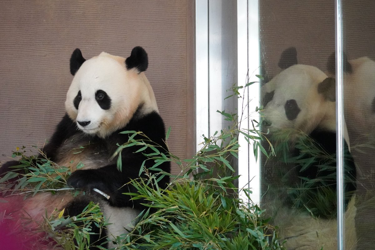 専用　シャンシャン　彩浜　楓浜 和歌山県警がパンダの「彩浜」「楓浜」に感謝状 交通安全活動に協力